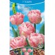 KN Tulip Double Pink (7 bulbs)